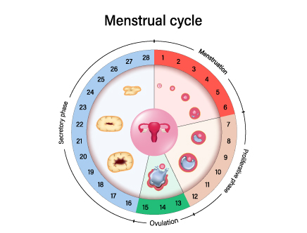 The fertile period is five days per month, culminating on the day