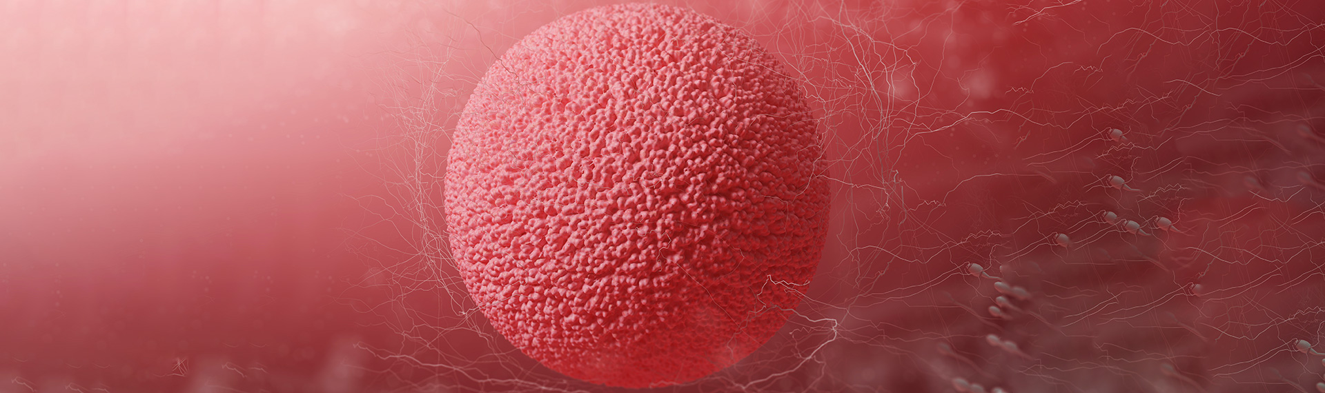 5 tips to improve egg quality for IVF naturally